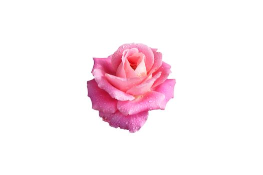 Pink rose flower with dew drops isolated with clipping mask on white background. Image photo