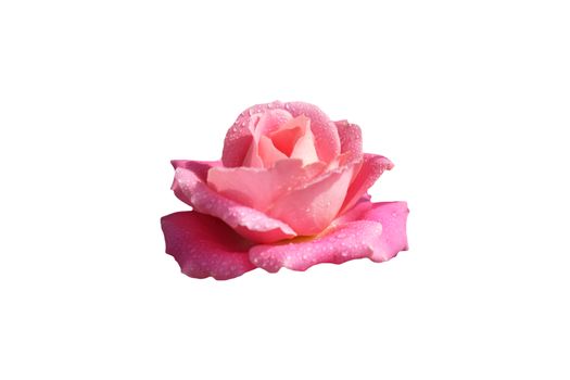 Pink rose flower with dew drops isolated with clipping mask on white background. Image photo