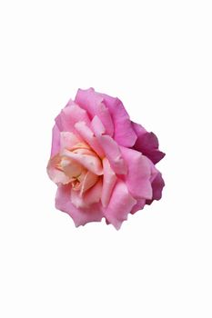 Pink rose flower isolated with clipping mask on white background. Image photo