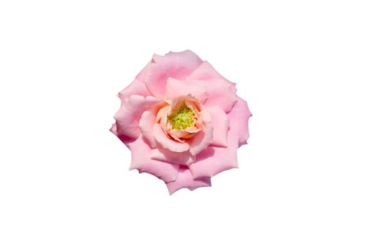 Pink rose flower isolated with clipping mask on white background. Image photo