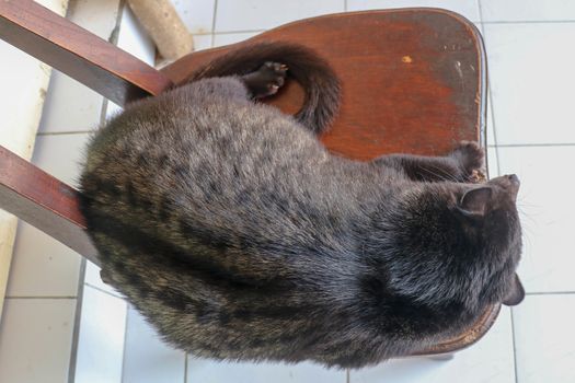 Black male Asian Palm Civet lying and resting on a wooden chair in a coffee shop in Bali, Indonesia. This Coffee is the most expensive coffee of the world. Asian Palm Civet produces coffe in farm.