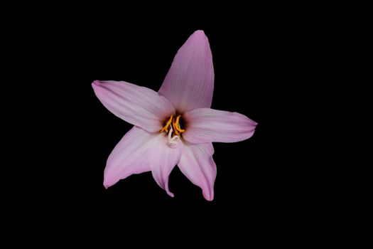 Closeup head shot of pink easter lily flower isolated on black background. Image photo