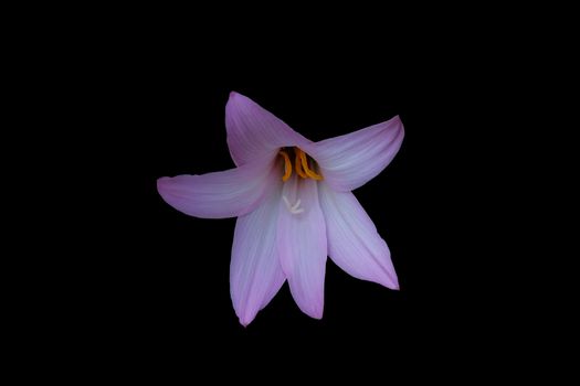 Closeup head shot of pink easter lily flower isolated on black background. Image photo