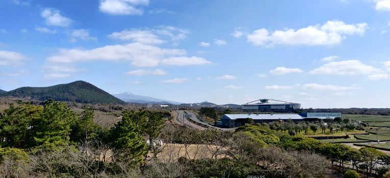 A landscape view of tea garden by the road and mountain against clear blue sky in Jeju Island, South Korea