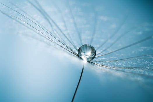 Drops of dew on dandelion seeds. Macro background mint color. Drops of water on the parachutes of a flower.Concept of a gentle image.