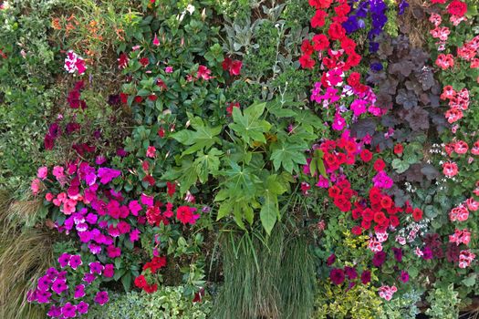 Flowers wall in the countryside in the south of France.