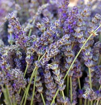 Dried lavender flowers for sale in Provence, France.