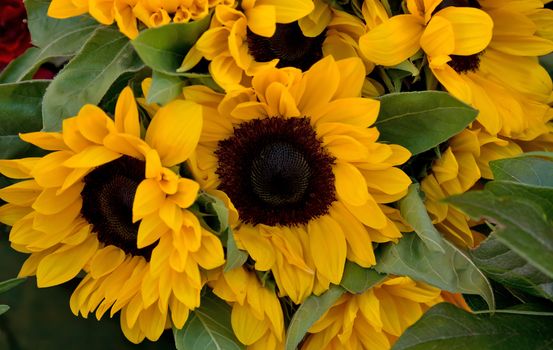 Decorative sunflowers at local farmer's market. France.