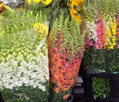 Outdoor flower market in city of Nice, France