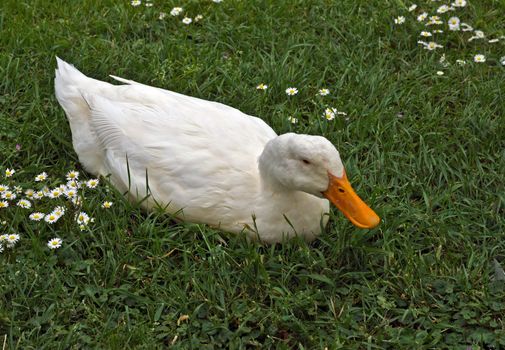 White duck sitting on the grass in the garden.
