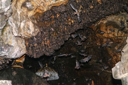Colony of bats, hanging from the ceiling of Goa Lawah Bat Cave Temple and sleeping, Bali, Indonesia. Some bats fly under a rock overhang. Colony of bats hanging from the ceiling and are waiting dark.