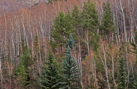 Mixed forest in mountains Alps in autmn.