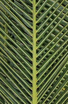 Green palm leaves background close up