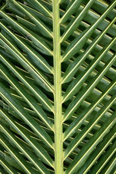 Closeup of leaves of palm tree background