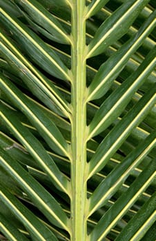 Closeup of leaves of palm tree background