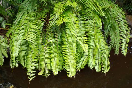 Tropical pond with fern in the garden