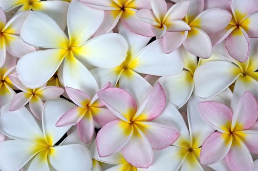 Closeup white and rose plumeria flowers background.