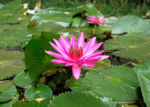 Close up detail of a lotus flower on the water