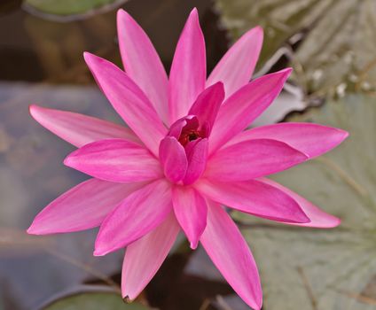 Lotus flower on the water close up.