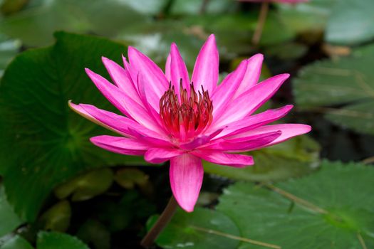Close up detail of a lotus flower on the water