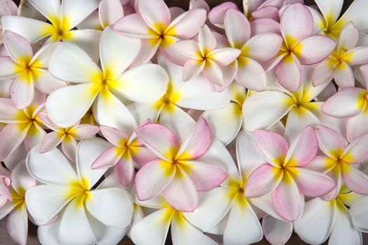 Closeup white and rose plumeria flowers background