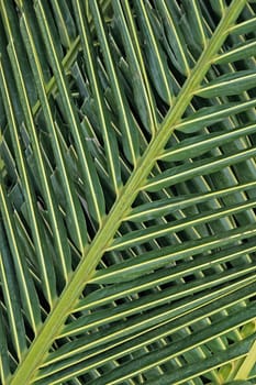 Closeup of leaves of palm tree background
