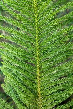 Brightly green prickly branch of a fir tree