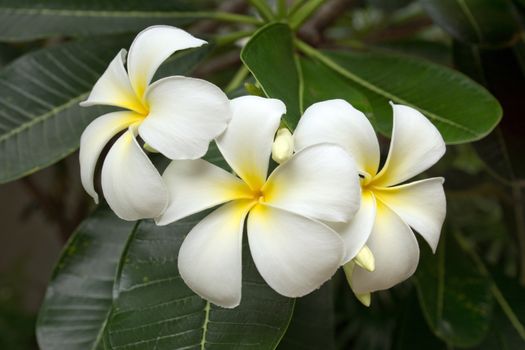 Branch of tropical flowers frangipani (plumeria)