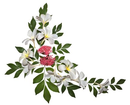 Natural Plumeria ornament isolated on white. Clipping path included.