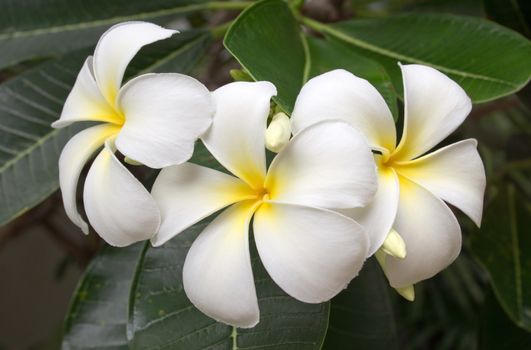 Branch of tropical flowers frangipani (plumeria)