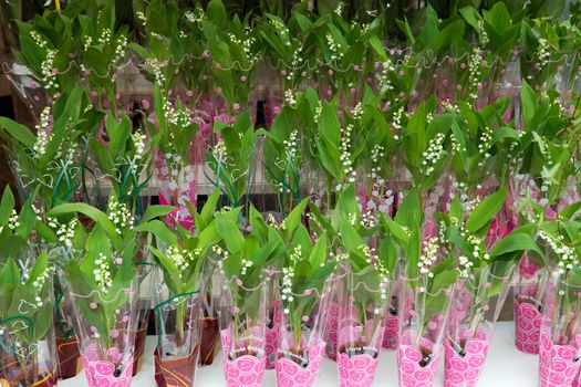 NICE, FRANCE - APRIL 27: Retail sale of small bouquets of lilies of the valley in the street flower shop on April 27, 2013 in Nice, France. 

Nice, France - April 27, 2013: Retail sale of small bouquets of lilies of the valley in the flower shop