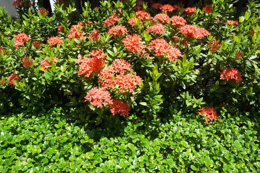 Red Ixora coccinea - Jungle Geranium (Jungle Flame)