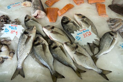 Fresh seafish on the fish market in Nice, France 