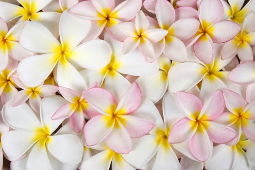 Closeup white and rose plumeria flowers background