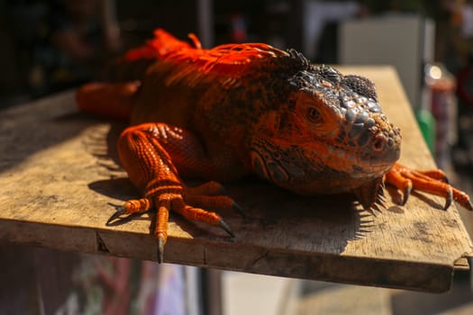 Close-up portrait of curious Iguana reptile. Portrait side view to colorful exotic iguana resting on wood, with skin in red, orange, yellow and blue tones. Very colorful Caribbean reptile. Male iguana