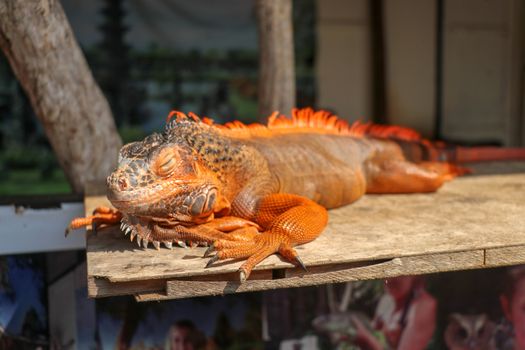 Close up red orange Iguana crawling on wood with tree background, looking side way. Close-up portrait of curious Iguana reptile. Colorful exotic iguana resting on ground stone ground, with skin in red, orange, yellow and blue tones.