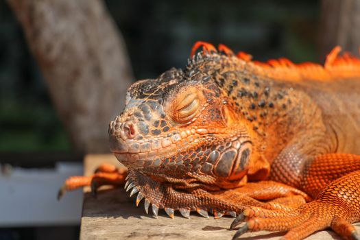 Close up red orange Iguana crawling on wood with tree background, looking side way. Close-up portrait of curious Iguana reptile. Colorful exotic iguana resting on ground stone ground, with skin in red, orange, yellow and blue tones.