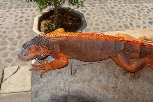 Close up red orange Iguana crawling on wood with tree background, looking side way. Close-up portrait of curious Iguana reptile. Colorful exotic iguana resting on ground stone ground, with skin in red, orange, yellow and blue tones.