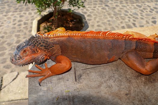 Close up red orange Iguana crawling on wood with tree background, looking side way. Close-up portrait of curious Iguana reptile. Colorful exotic iguana resting on ground stone ground, with skin in red, orange, yellow and blue tones.