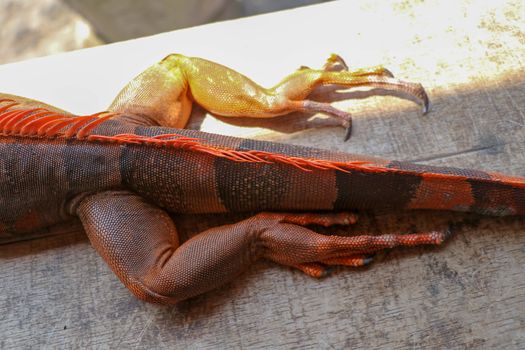 Close up on hind leg with long sharp claws of tropical reptile Red Iguana. Focus on leg with scaly skin. Skin in red, orange, yellow and blue tones. Red is a genus of herbivorous lizards.