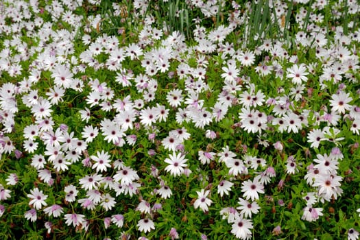 Background of the daisies after the rain