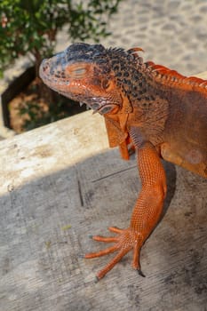 Portrait side view Red iguana on the wood. Focus on head and front of body with legs. Close-up, Face of the red iguana. Iguana Red is a genus of herbivorous lizards that are native to tropical areas.