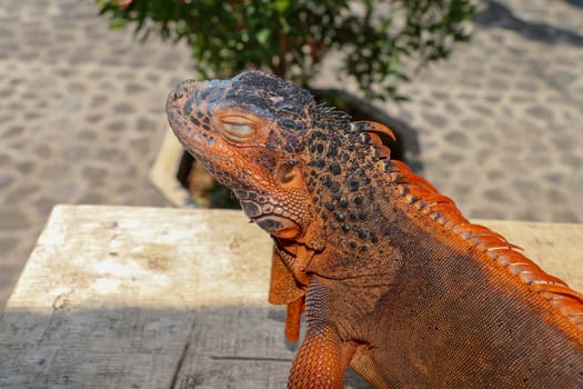 Close-up portrait of curious Iguana reptile. Iguane lizard portrait macro, close-up. Portrait side view to colorful exotic iguana resting on wood, with skin in red, orange, yellow and blue tones.