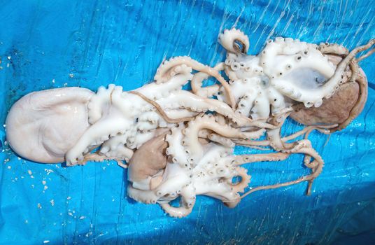 Fresh octopuses at the market in Nice, France