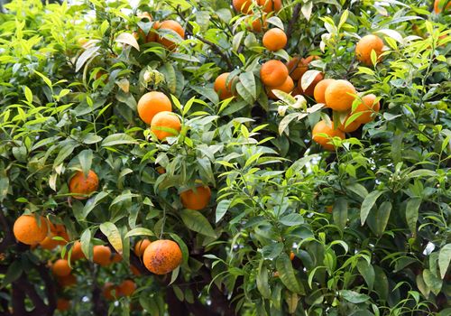 Orange tree with fruits on the street in city of Nice, France