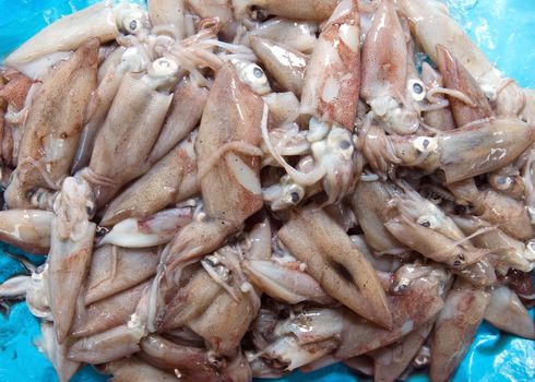 Heap of fresh squids on the fish market in Nice, France
