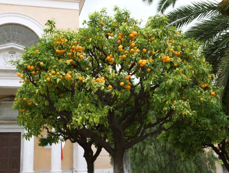 Orange tree with fruits on the street in city of Nice, France