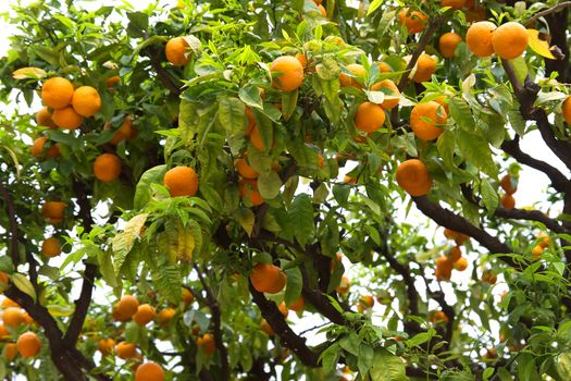 Orange tree with fruits on the street in city of Nice, France