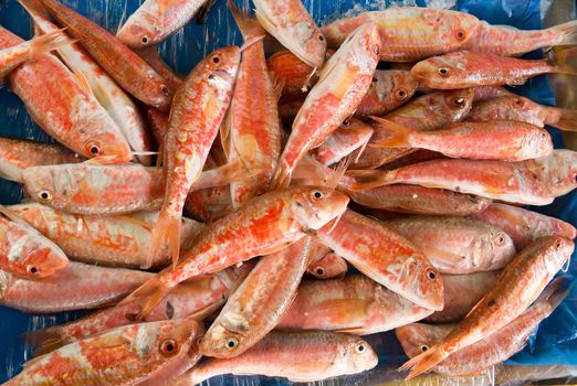 Fresh red mullet for sale on fish market of Marseille, France