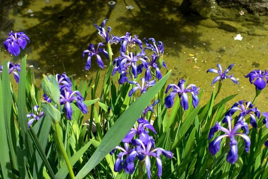 Beautiful blossoming of blue iris near  pond
